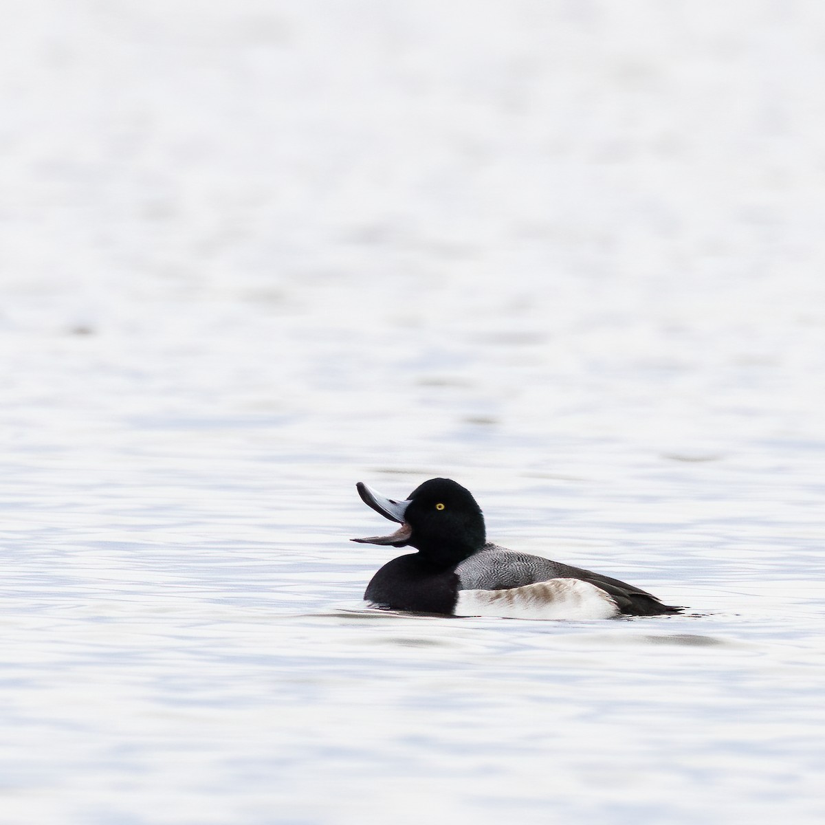 Greater Scaup - ML523474811