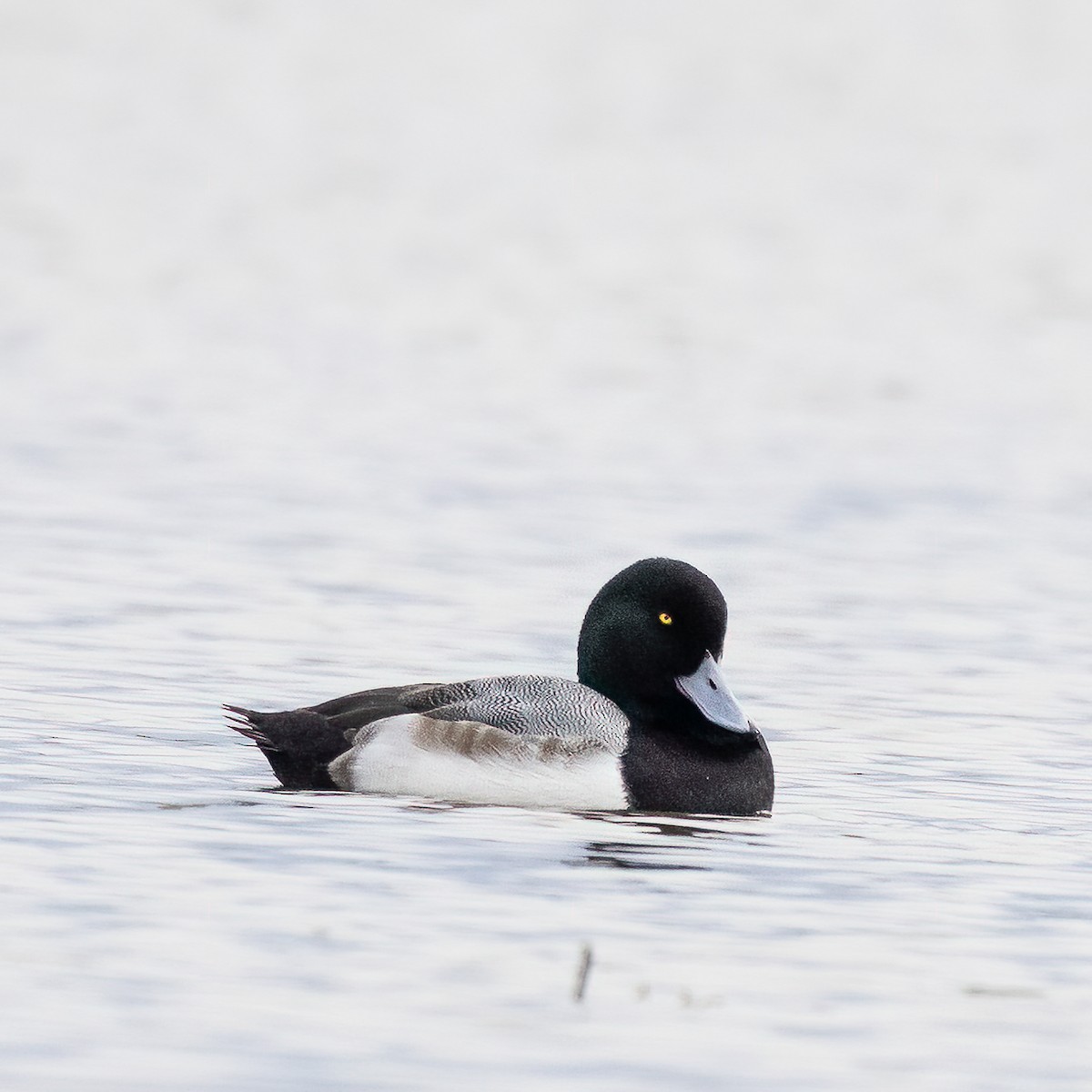 Greater Scaup - ML523474851