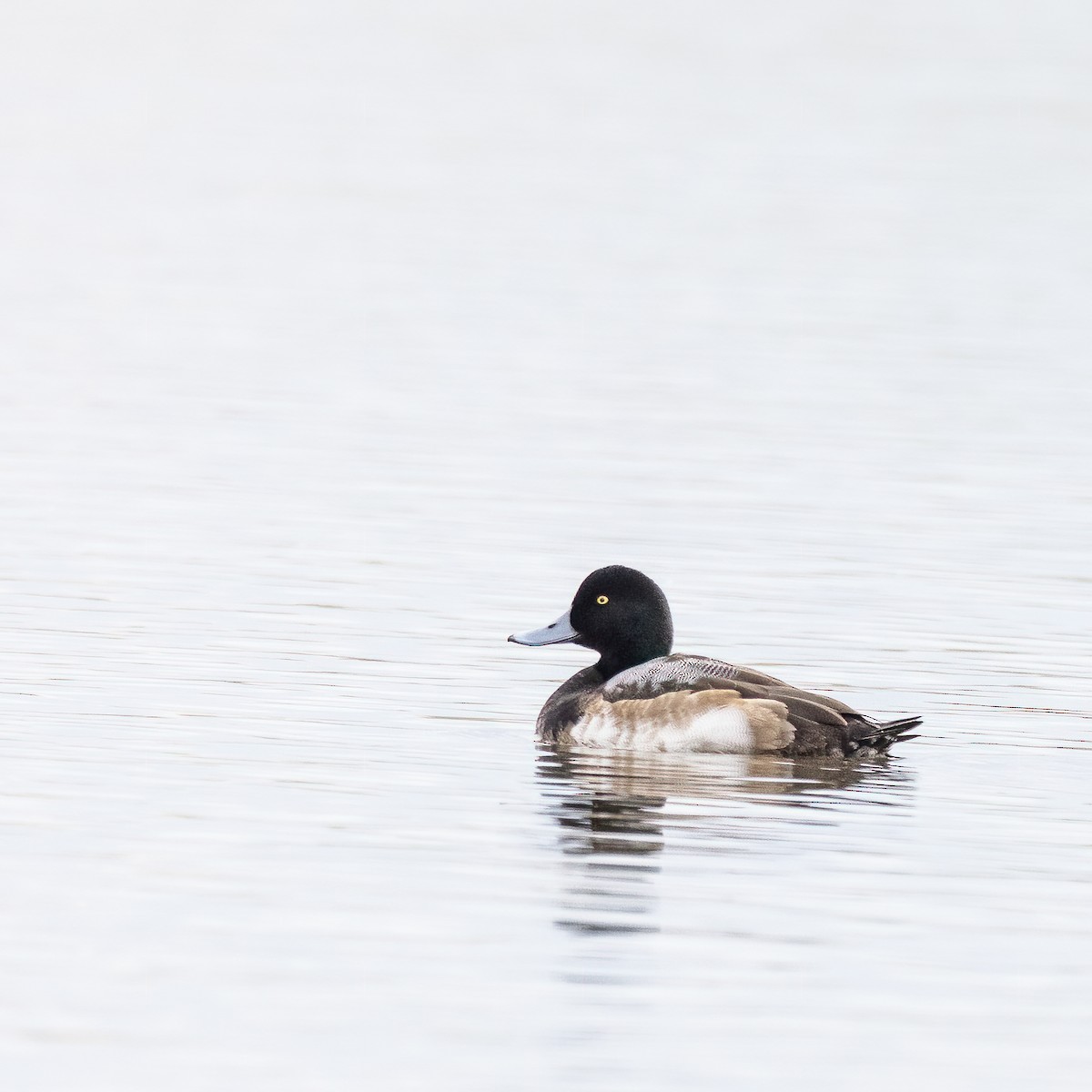 Greater Scaup - ML523474861