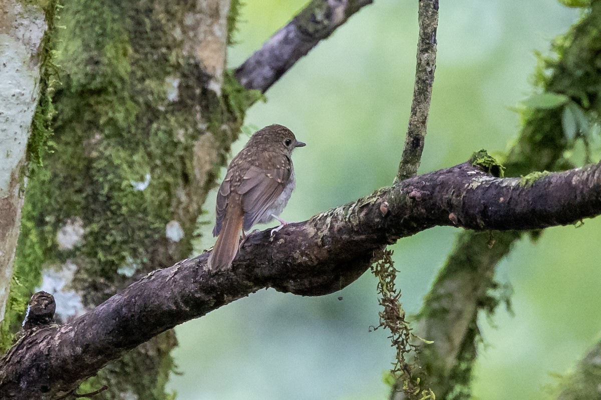 Fulvous-chested Jungle Flycatcher - ML523481291