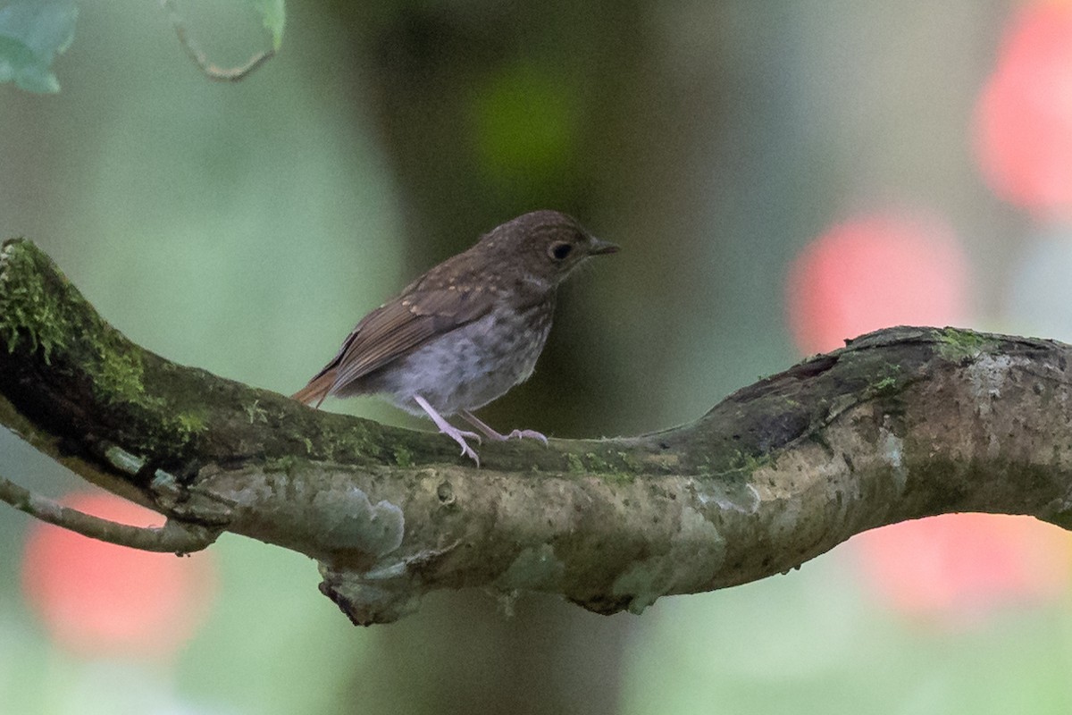 Fulvous-chested Jungle Flycatcher - ML523481301