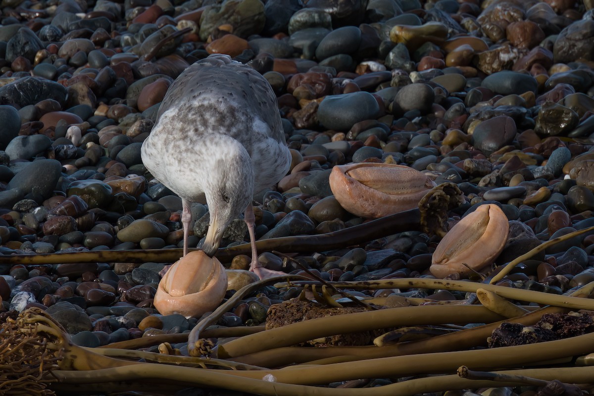 Western Gull - ML523482021