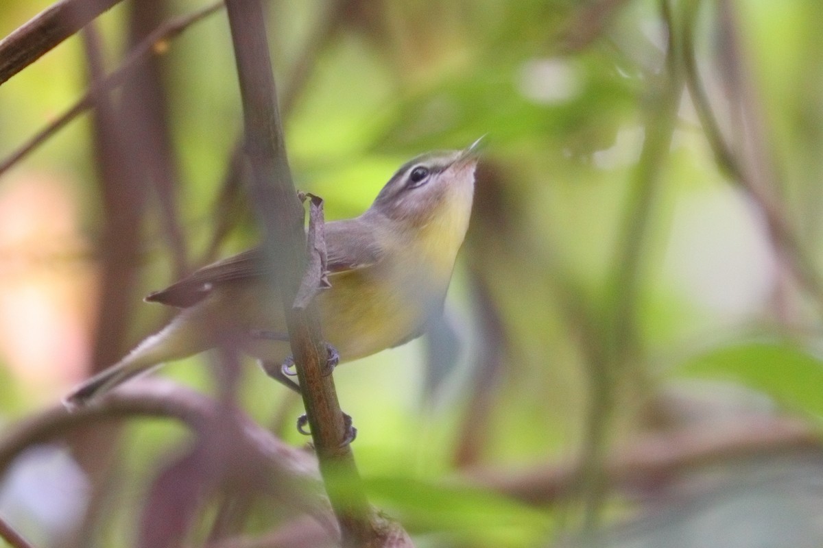 Philadelphia Vireo - ML523483081