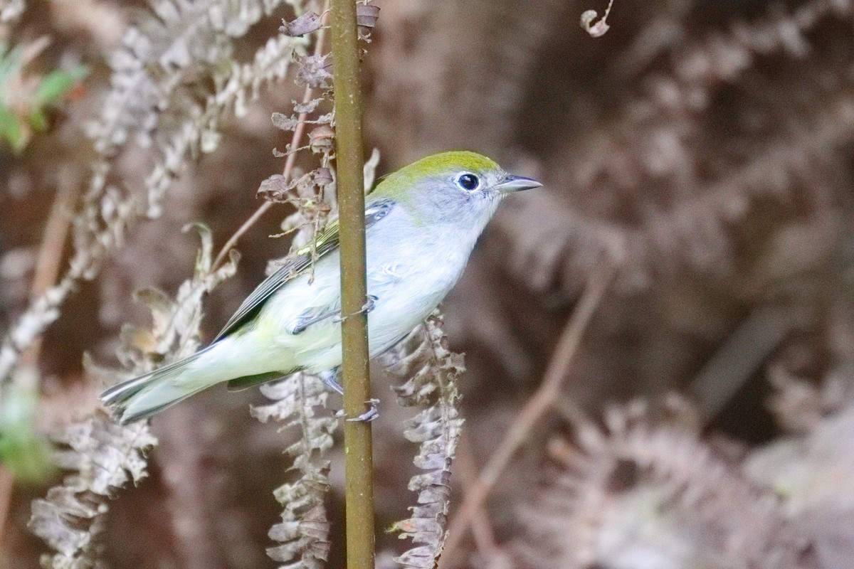 Chestnut-sided Warbler - Shawn Miller