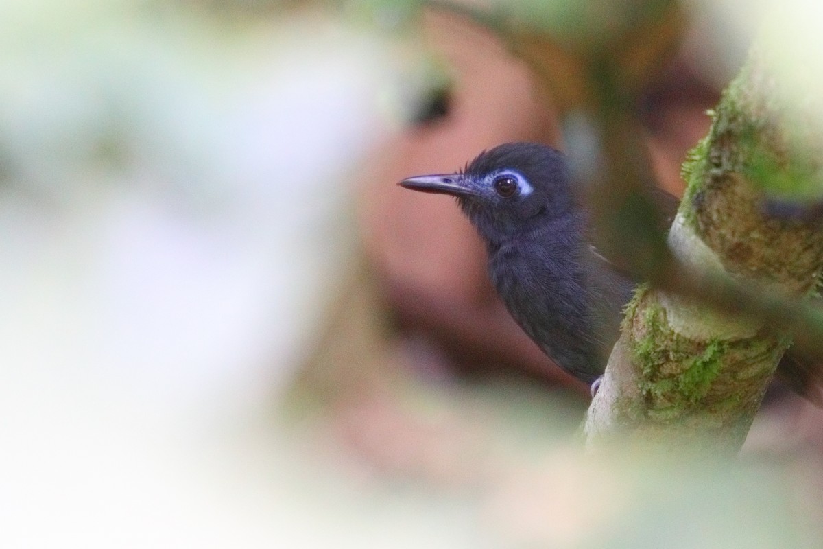 Chestnut-backed Antbird - ML523483131