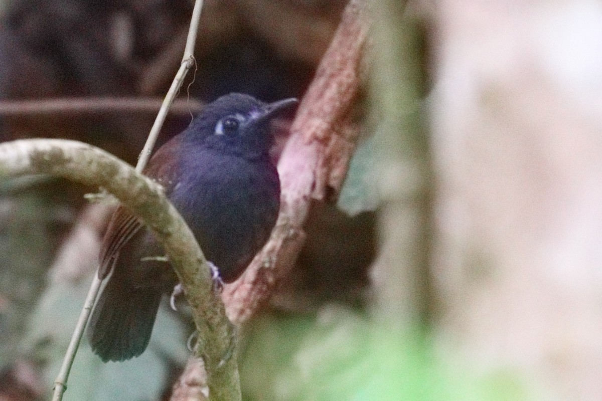 Chestnut-backed Antbird - Shawn Miller