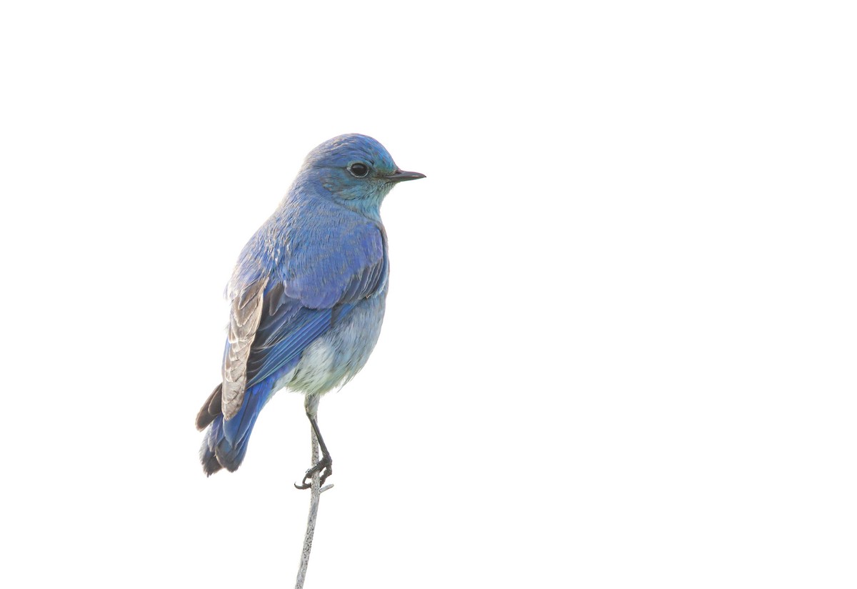 Mountain Bluebird - ML523487221