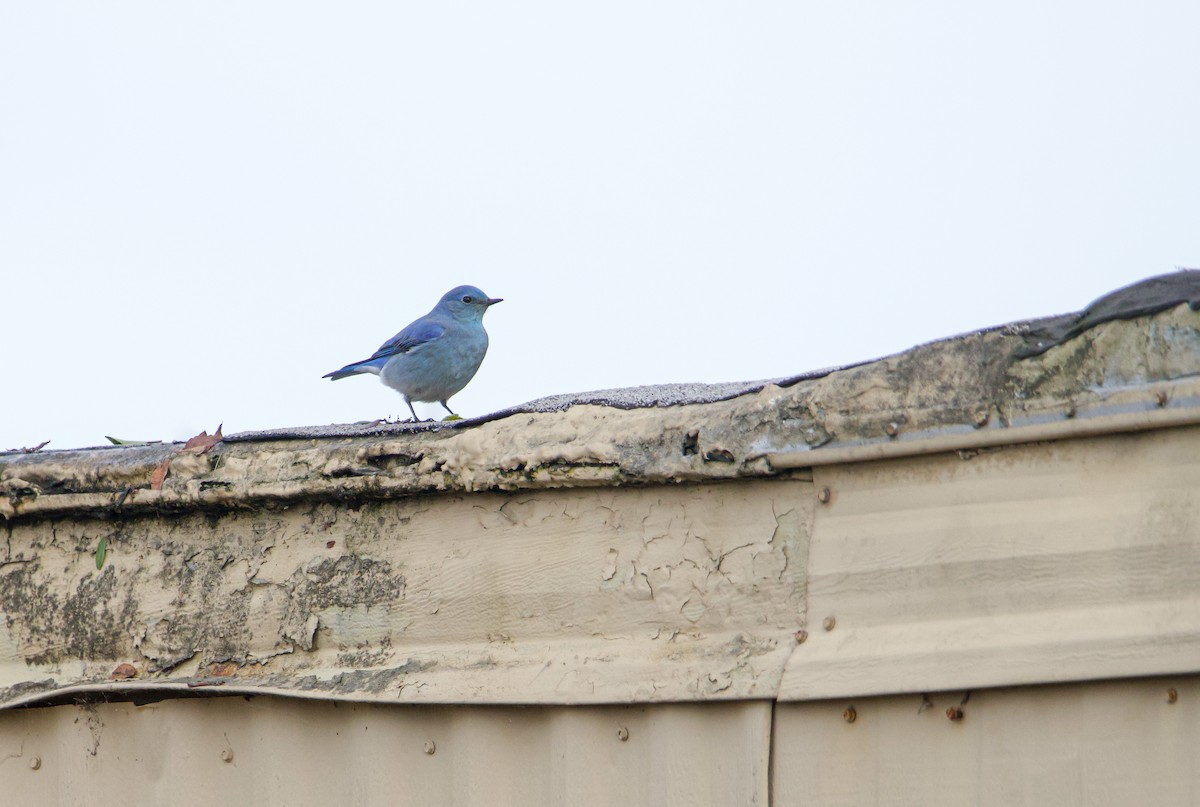 Mountain Bluebird - ML523487231
