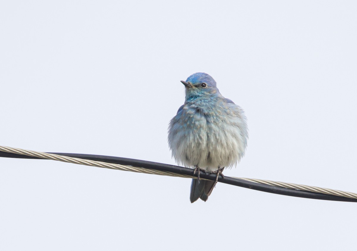 Mountain Bluebird - ML523487241