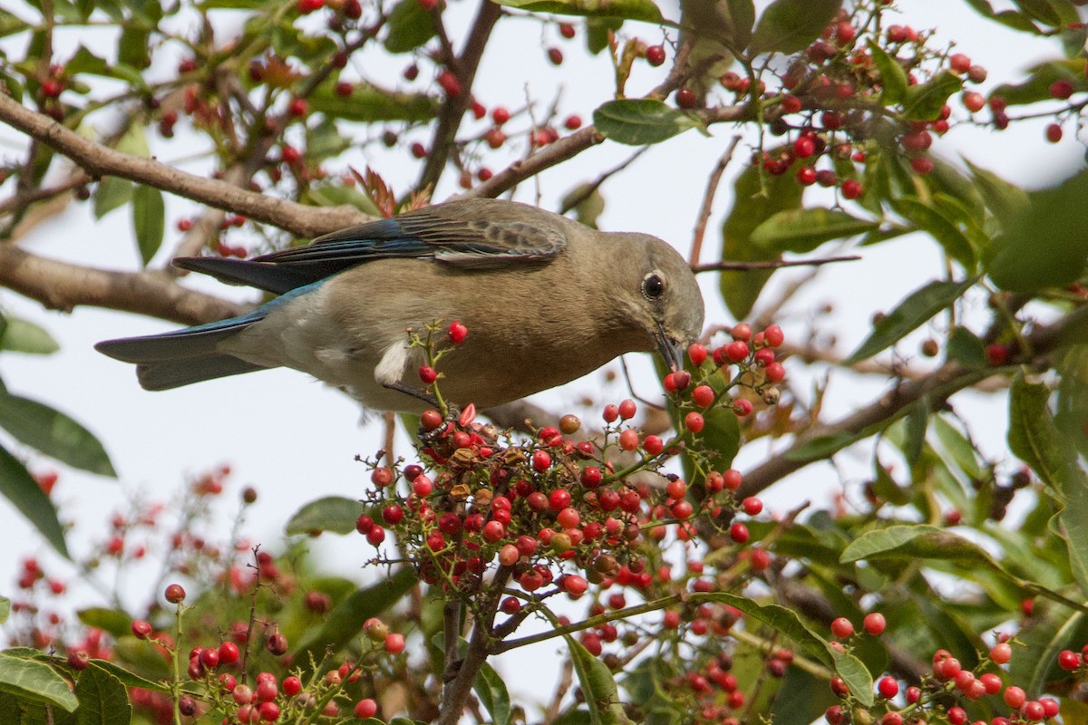 Mountain Bluebird - ML523487251