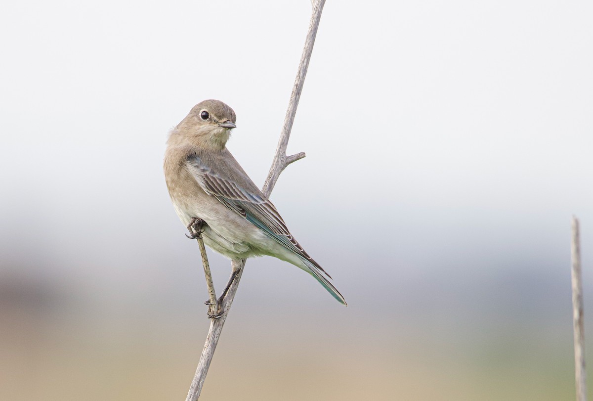 Mountain Bluebird - ML523487261