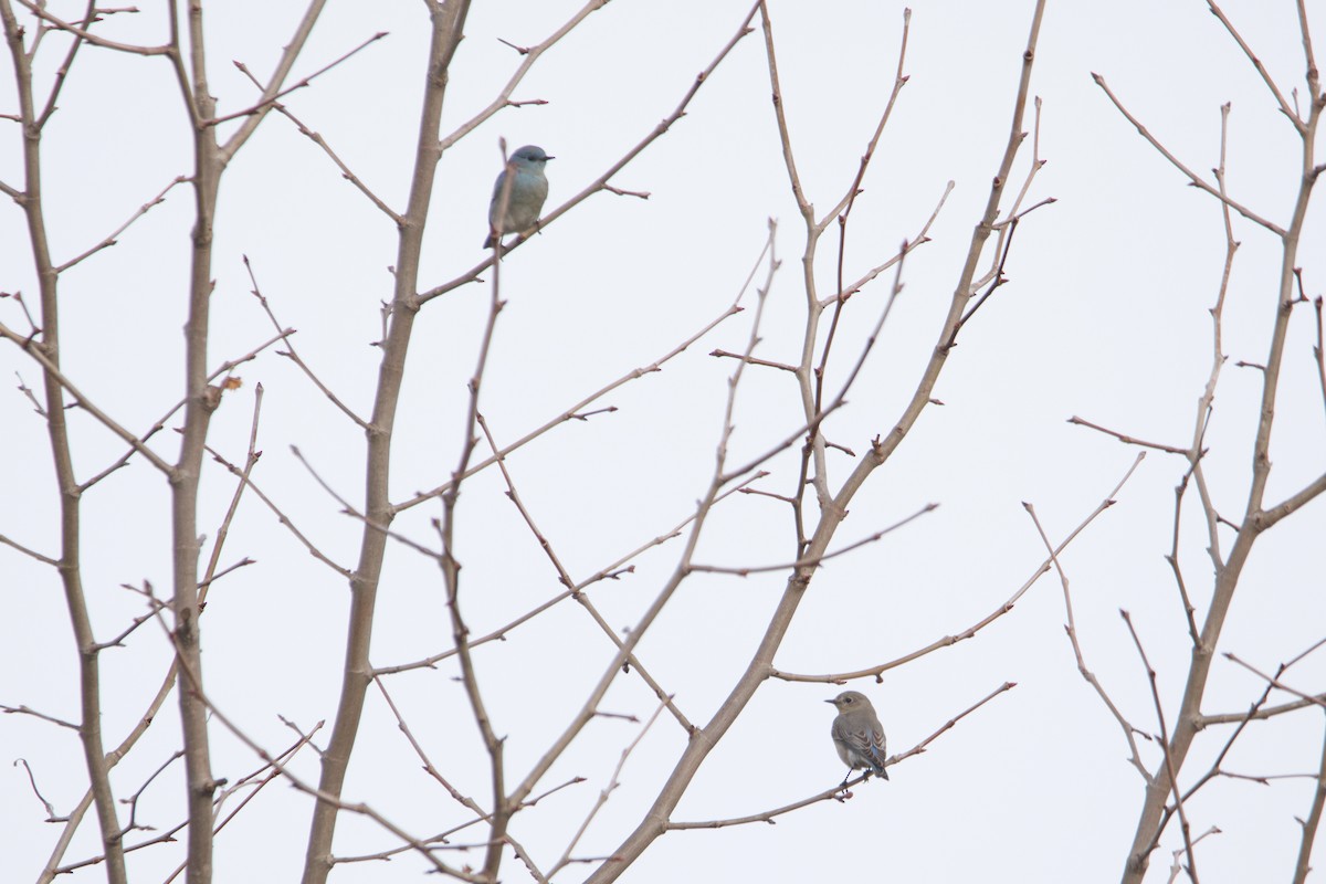 Mountain Bluebird - ML523487271