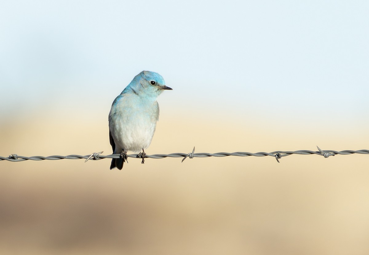 Mountain Bluebird - ML523487421