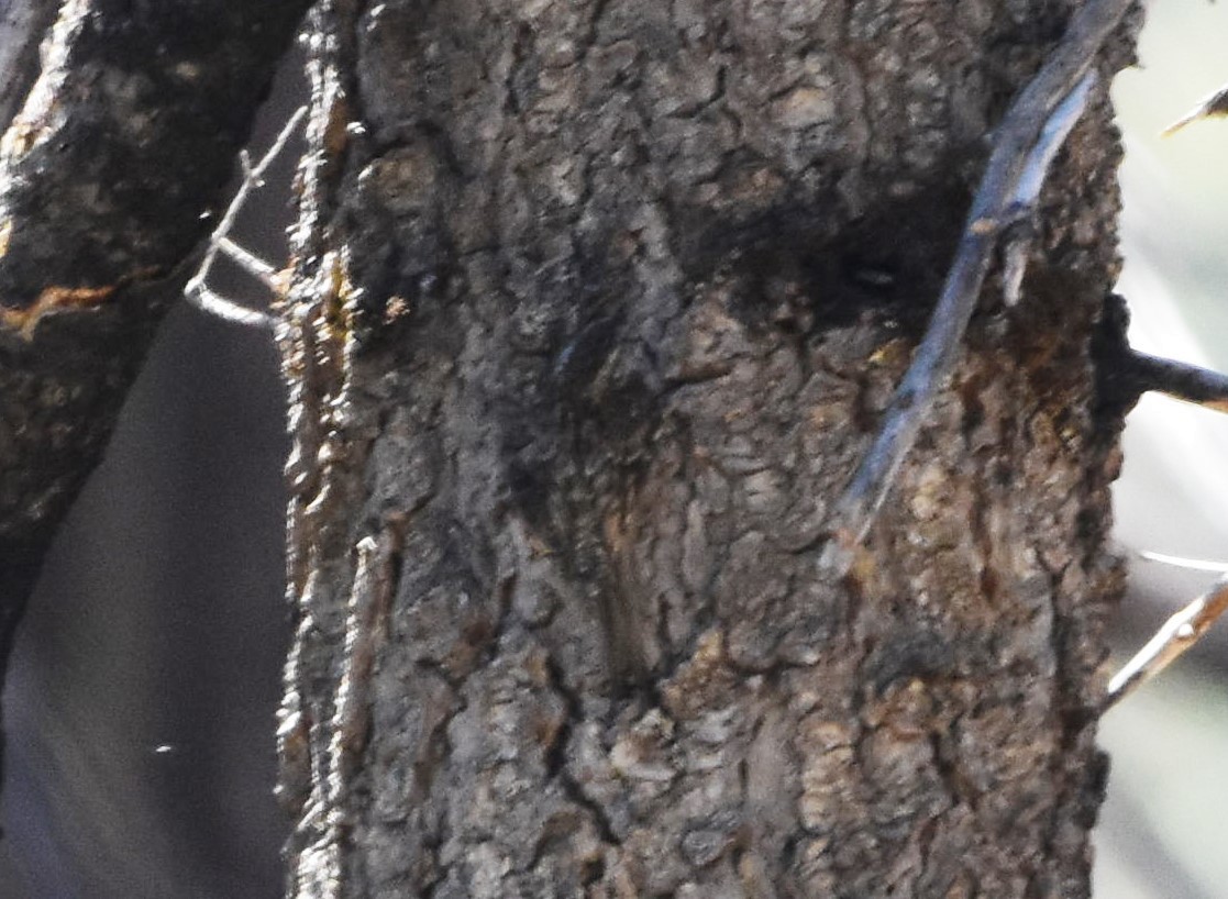 Brown Creeper - ML523488581