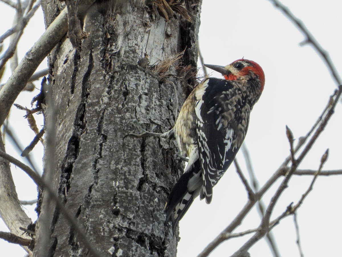 Yellow-bellied x Red-breasted Sapsucker (hybrid) - ML523489331