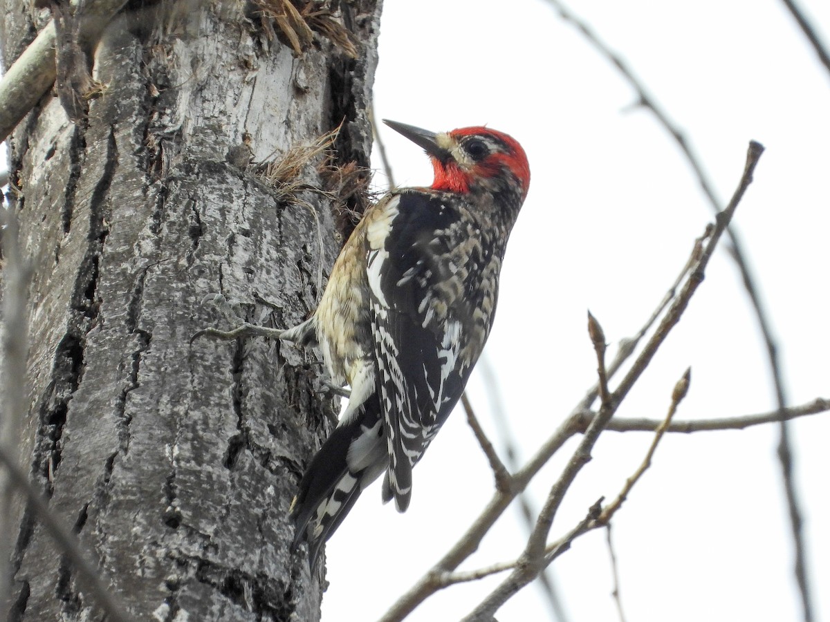 Yellow-bellied x Red-breasted Sapsucker (hybrid) - ML523489351