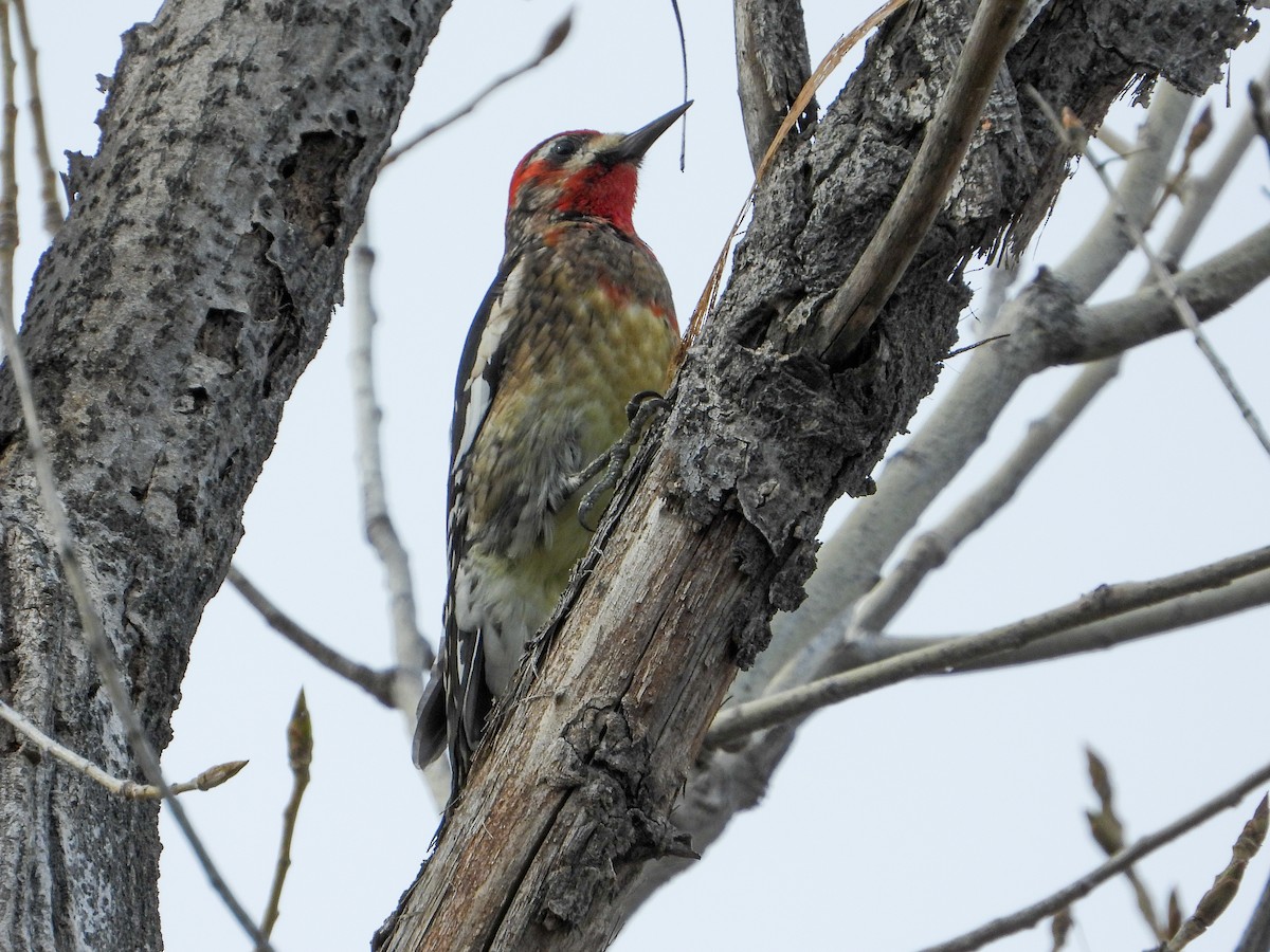 Yellow-bellied x Red-breasted Sapsucker (hybrid) - ML523489381