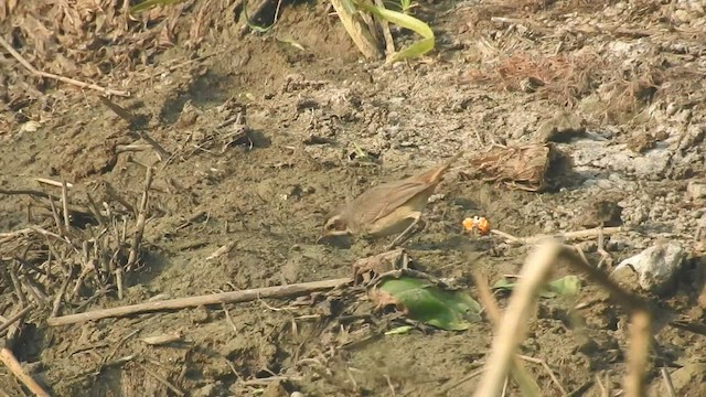 Bluethroat - ML523490181