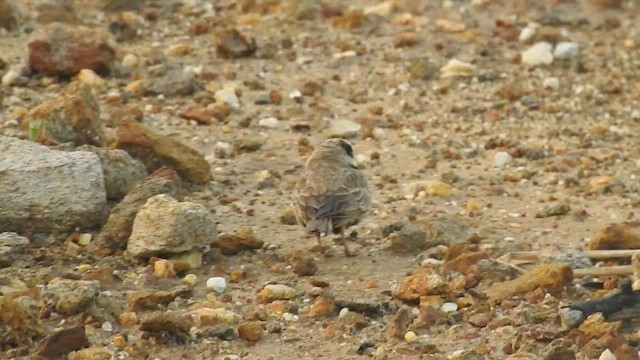 Ashy-crowned Sparrow-Lark - ML523490531