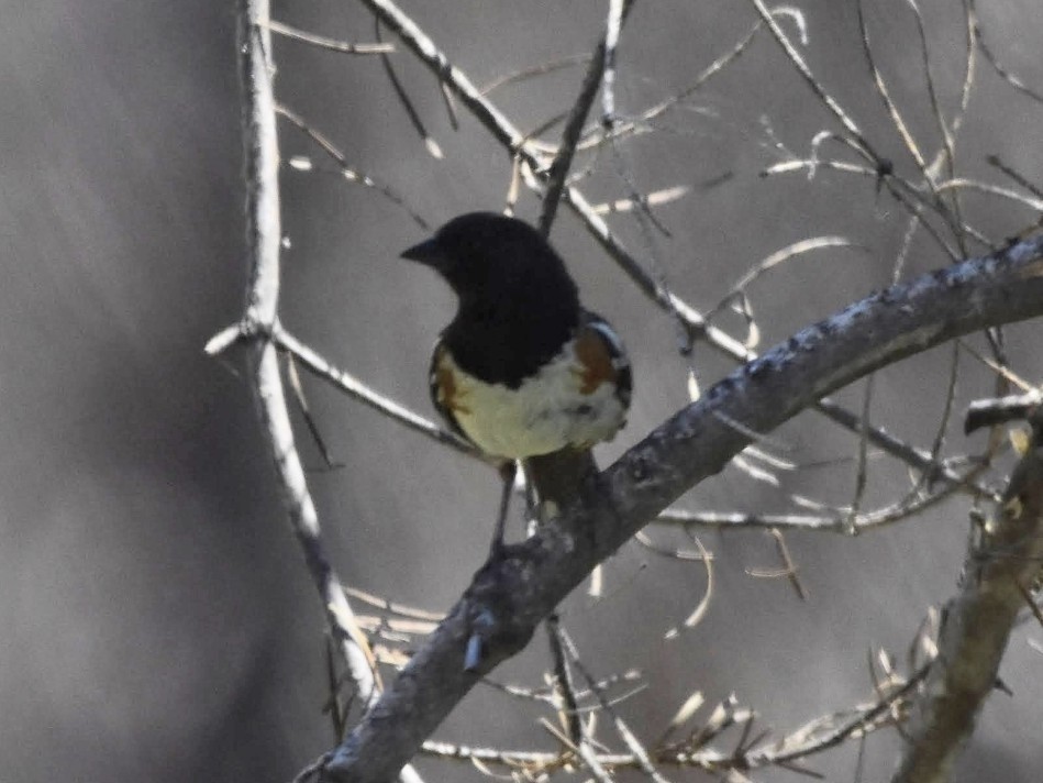 Spotted Towhee - ML523490641