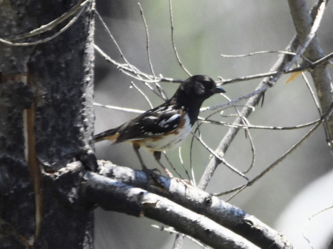 Spotted Towhee - ML523490651