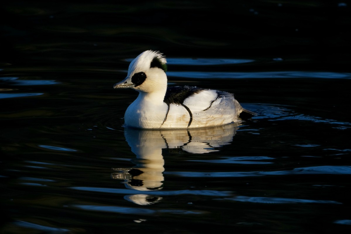 Smew - Robert Cousins