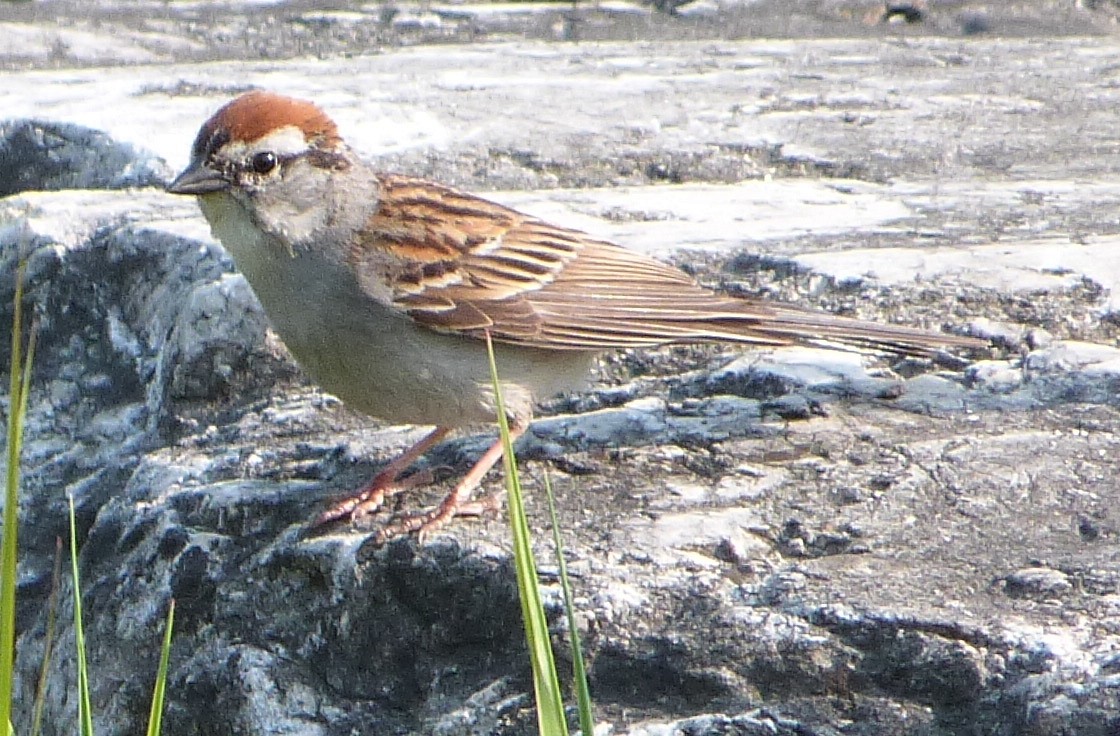 Chipping Sparrow - Dave Bowman