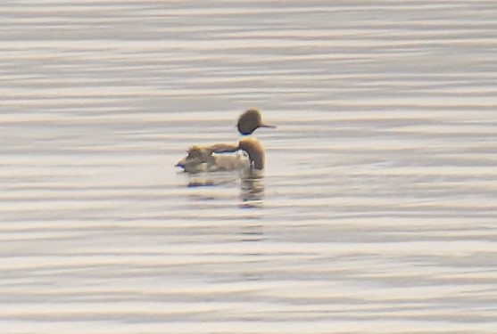 Red-breasted Merganser - ML523491921