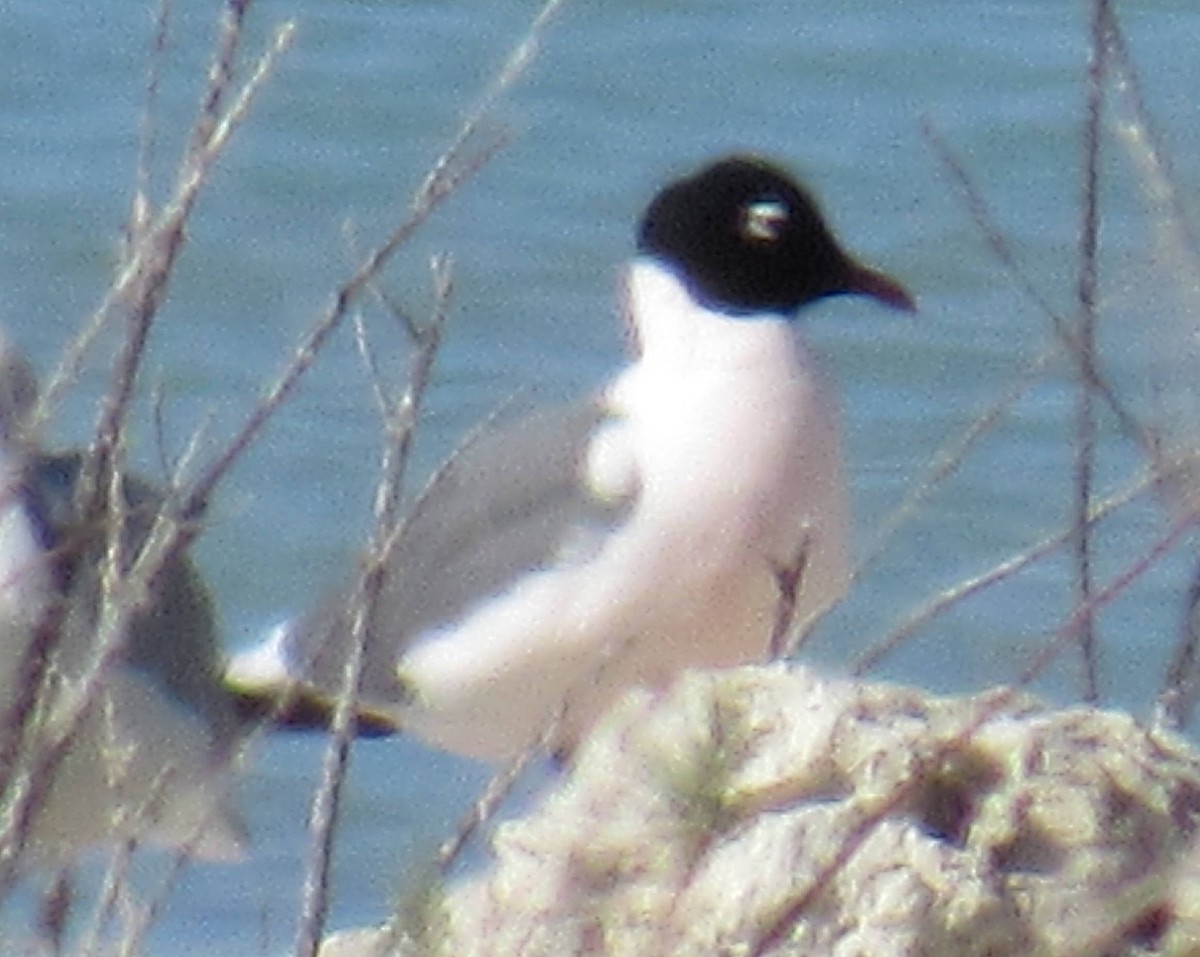 Franklin's Gull - ML52349331