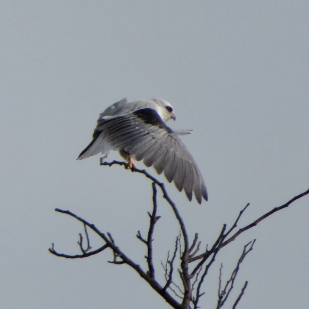 White-tailed Kite - ML523493481