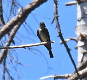 Western Wood-Pewee - ML523493661