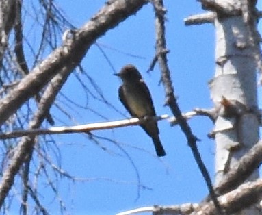 Western Wood-Pewee - Zachary Peterson