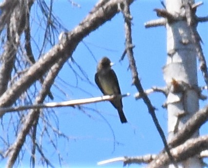 Western Wood-Pewee - Zachary Peterson