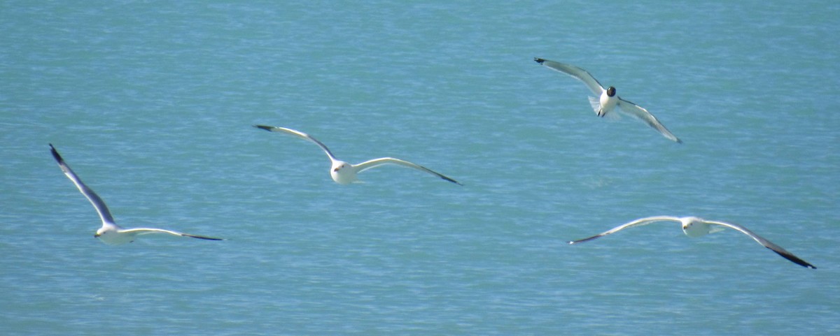 Franklin's Gull - Wendy McCrady