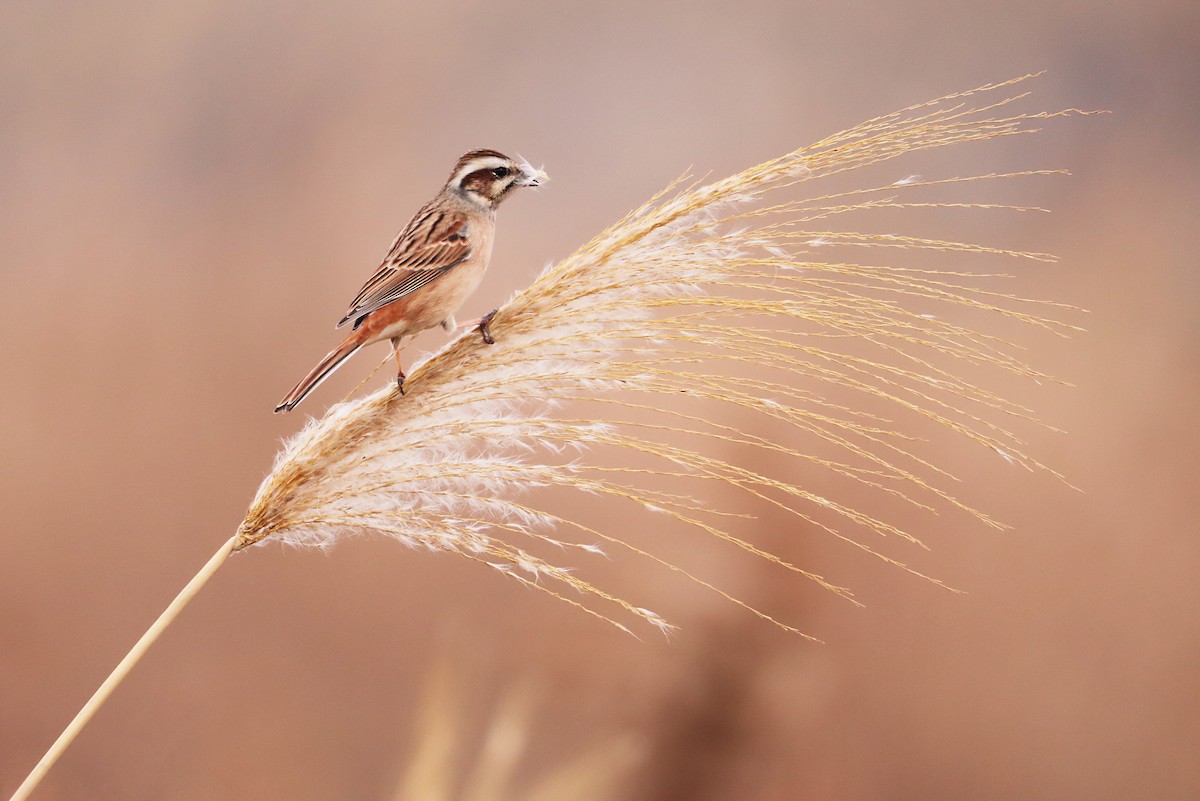 Meadow Bunting - Aline Horikawa