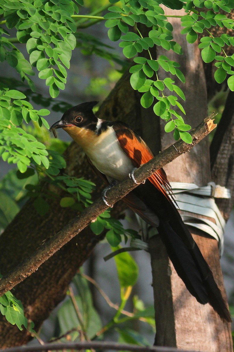 Chestnut-winged Cuckoo - Aravind AM