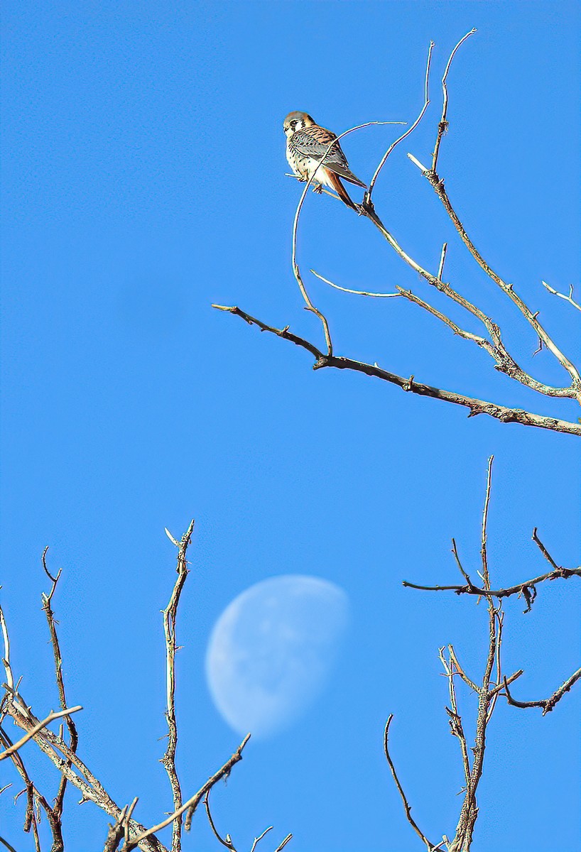 American Kestrel - ML523496671