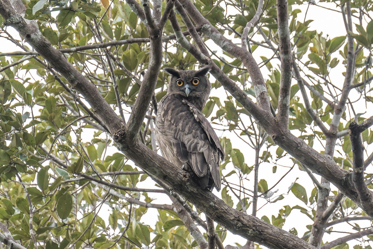 Dusky Eagle-Owl - Wich’yanan Limparungpatthanakij
