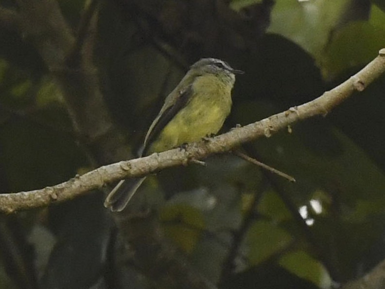 Ecuadorian Tyrannulet - ML523499691