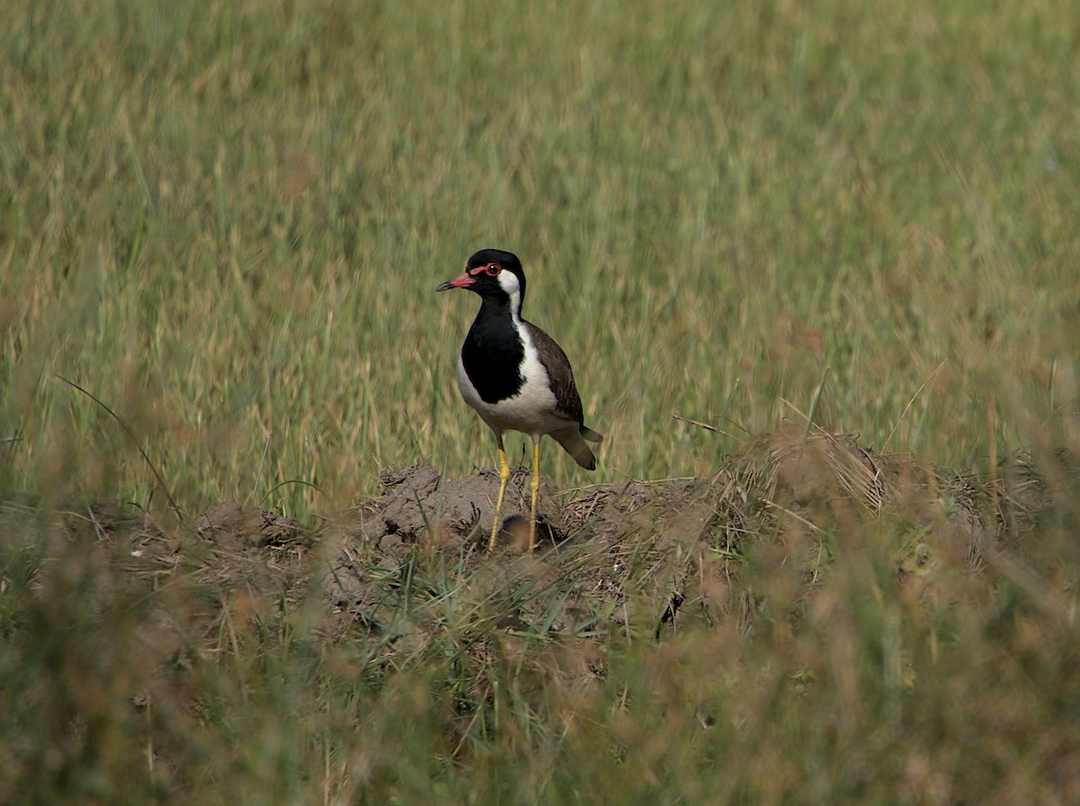 Red-wattled Lapwing - ML523500061