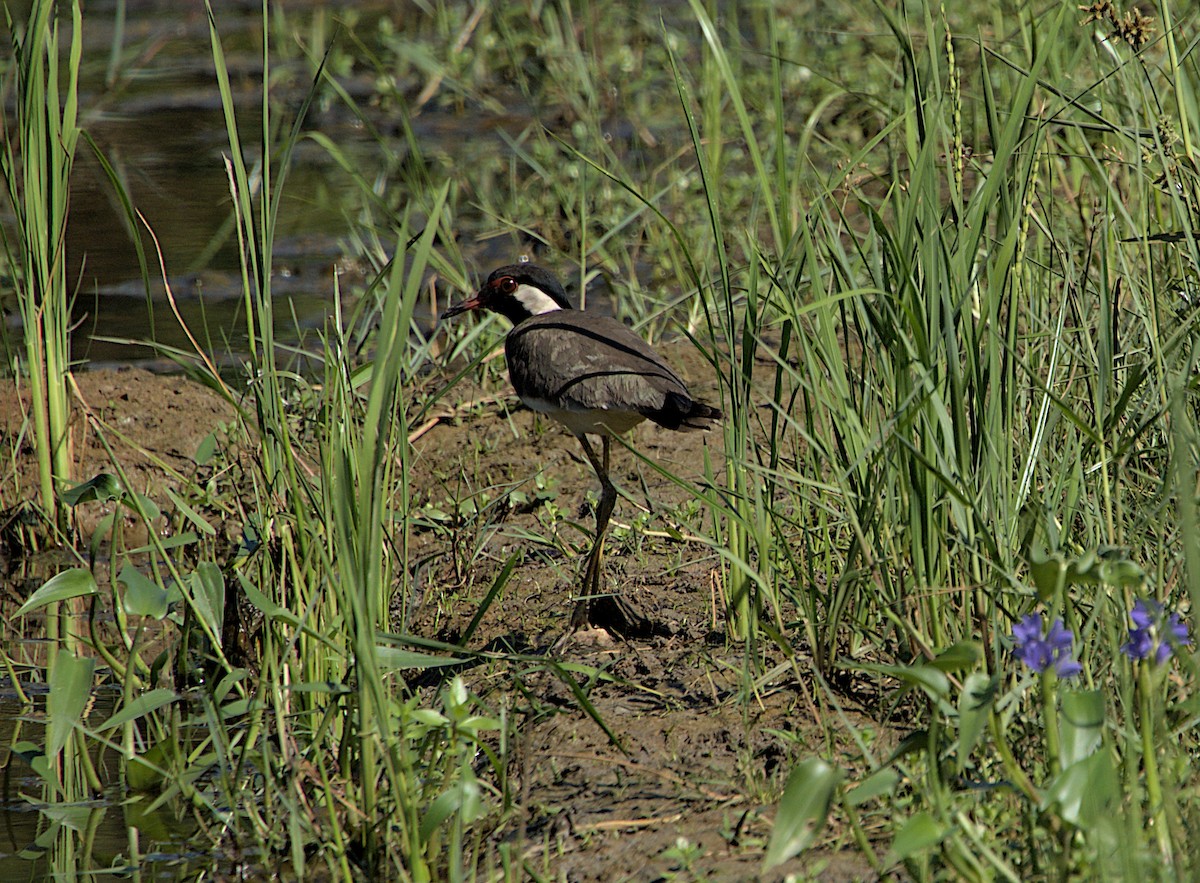 Red-wattled Lapwing - ML523500071