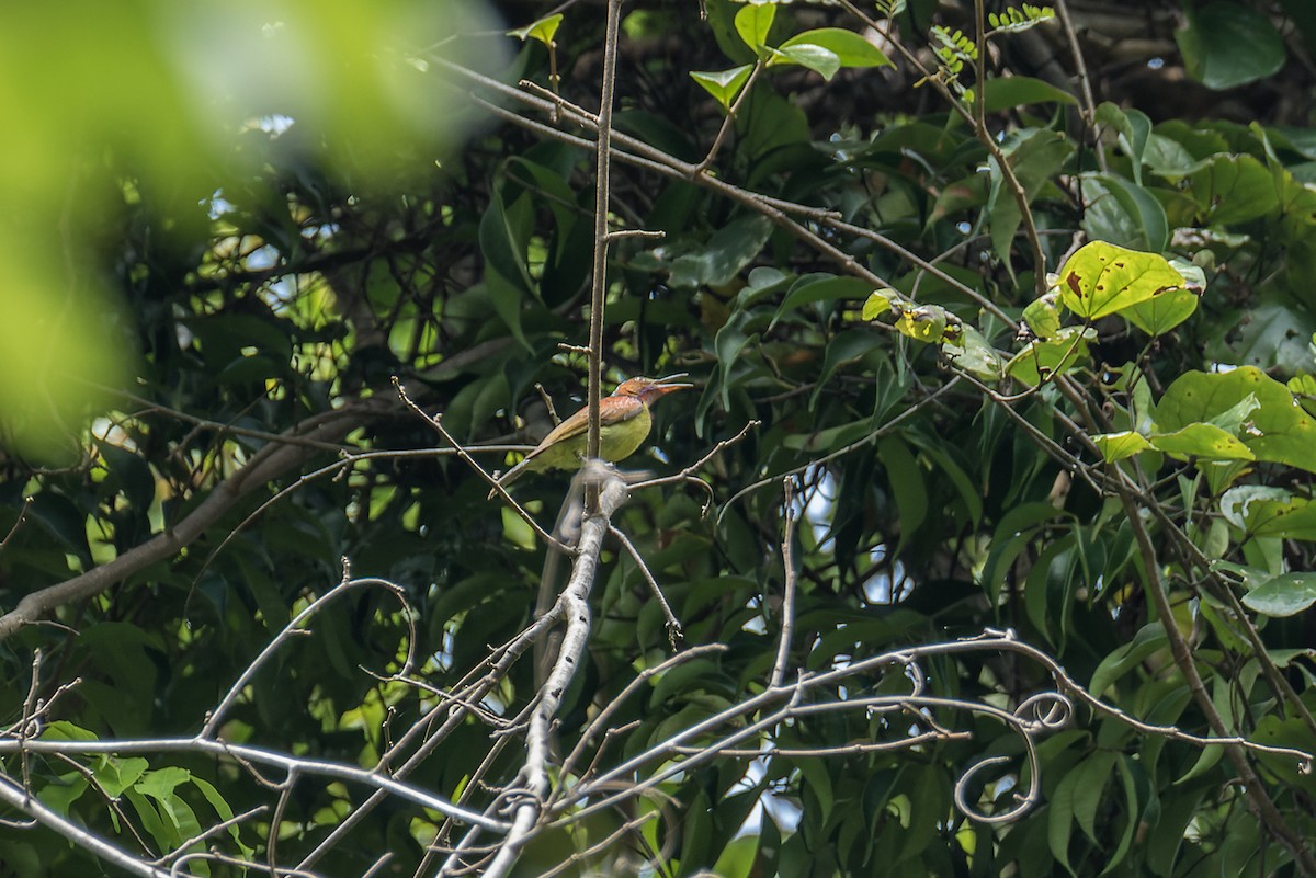 Red-throated Sunbird - ML523500151