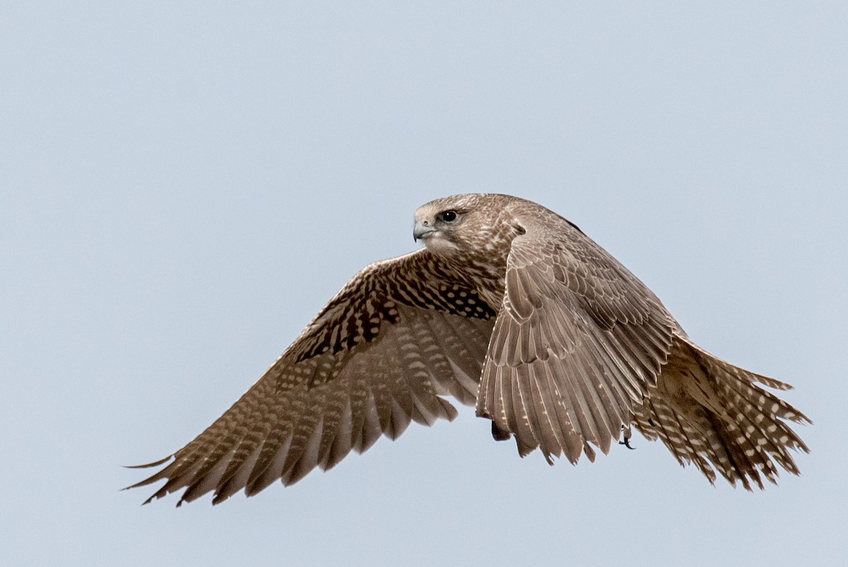 Gerfalke - ML52350061