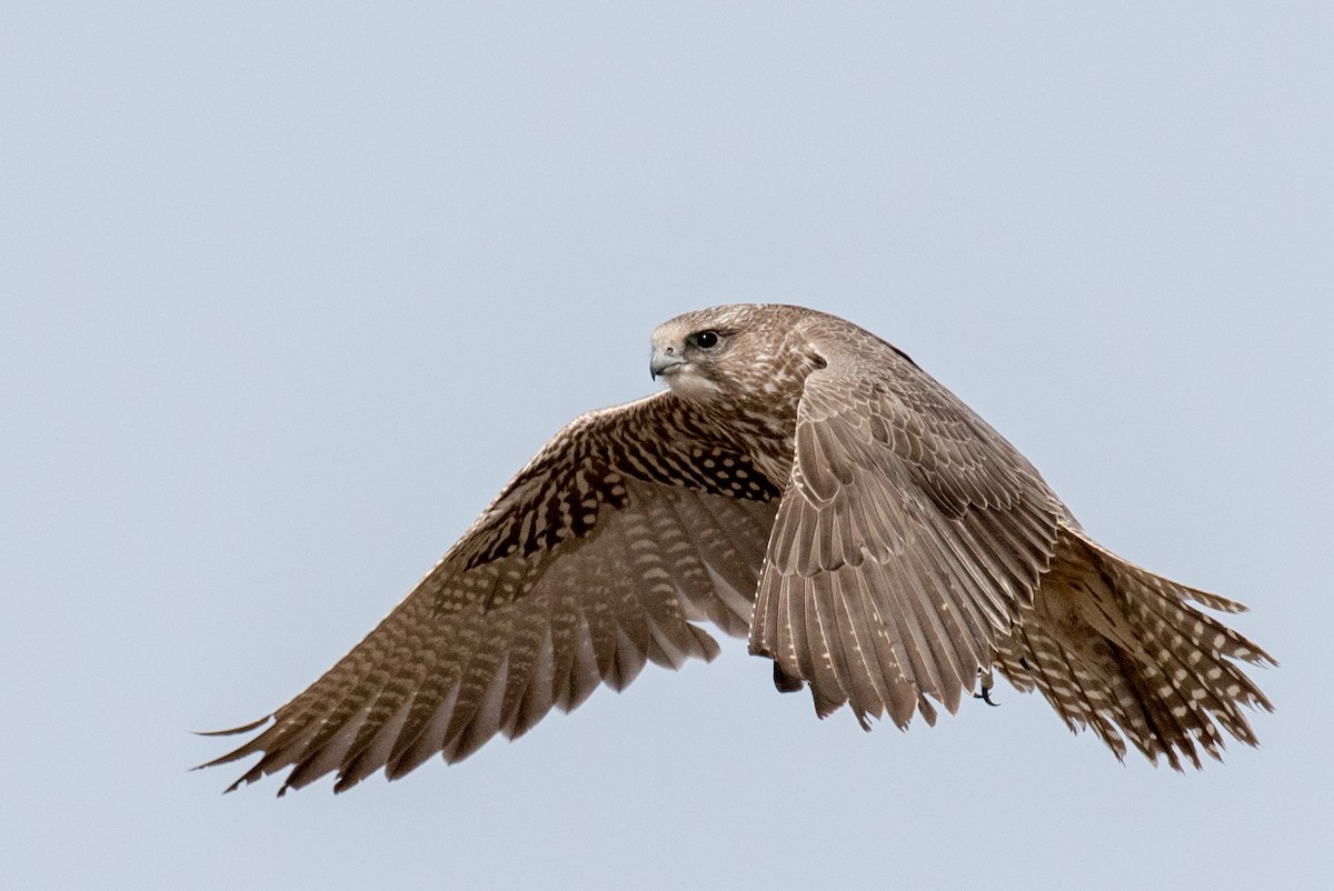 Gyrfalcon - ML52350061