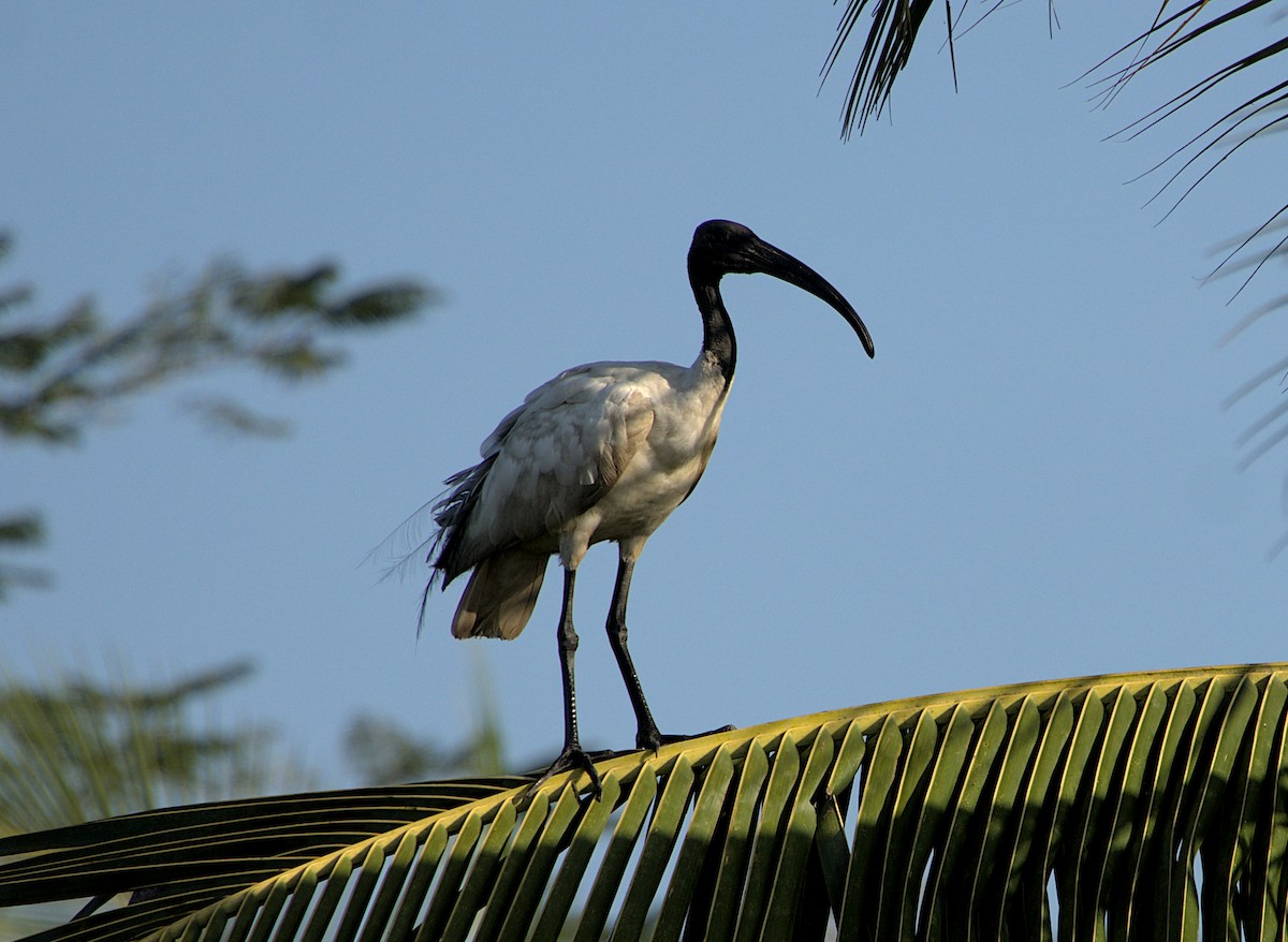 ibis černohlavý - ML523500881