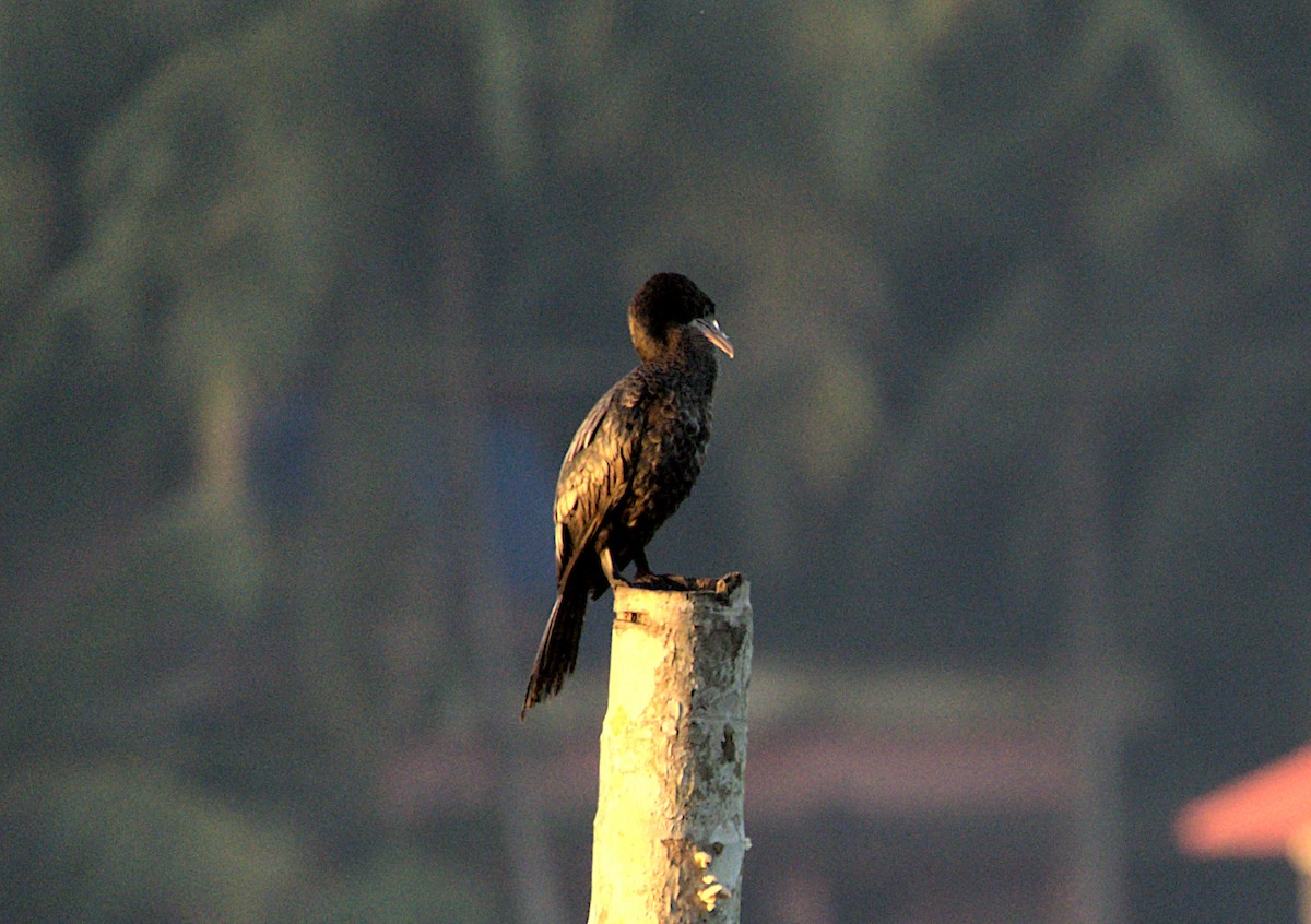 Little Cormorant - ML523500941