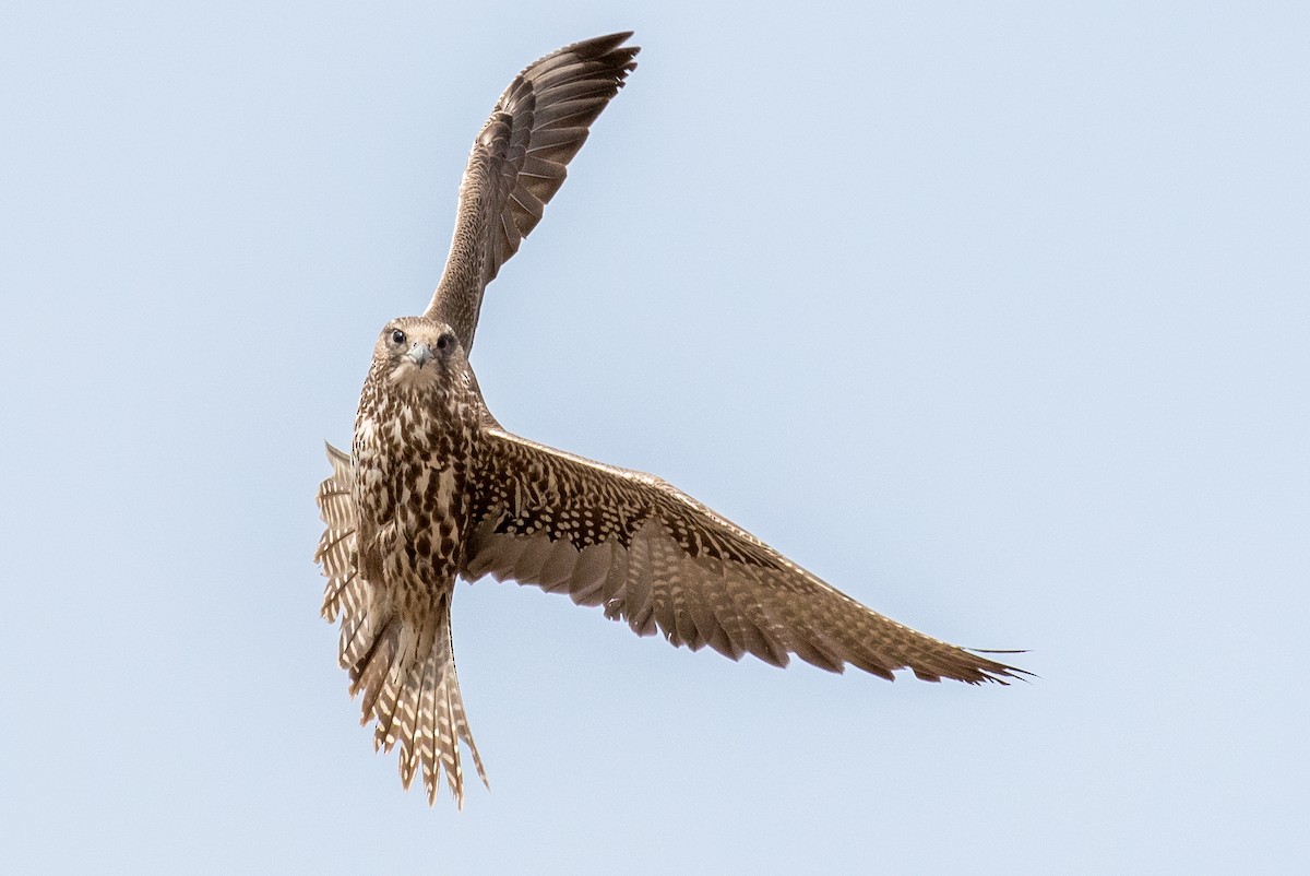 Gyrfalcon - ML52350101