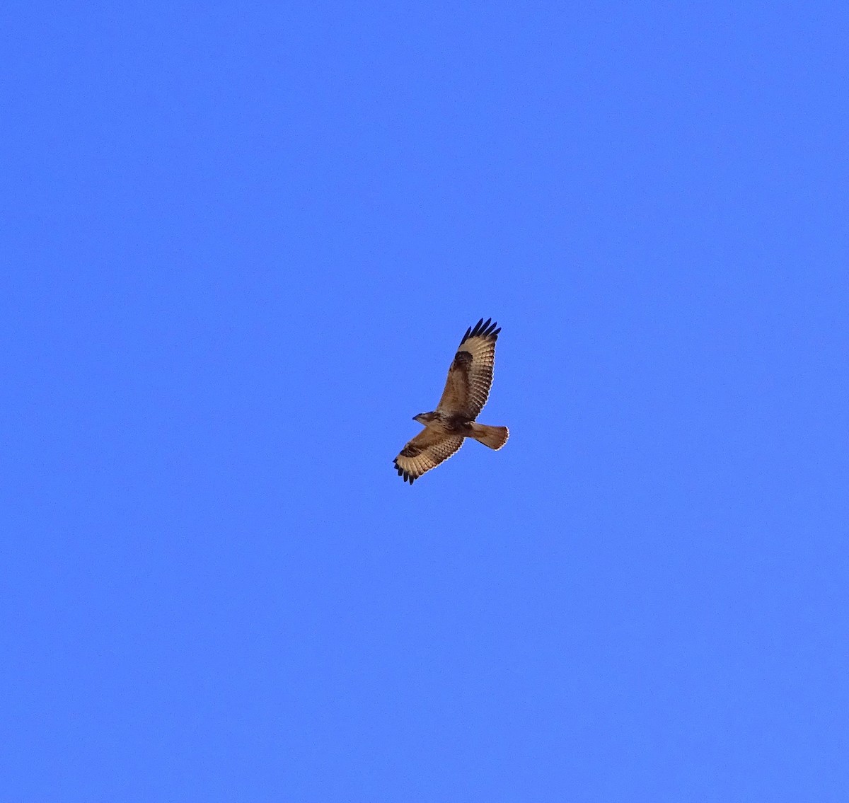 Long-legged Buzzard - ML523502071