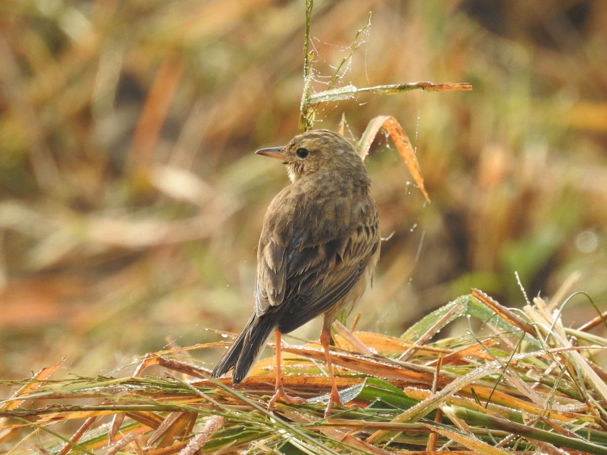 Paddyfield Warbler - Vijay Mavinatop