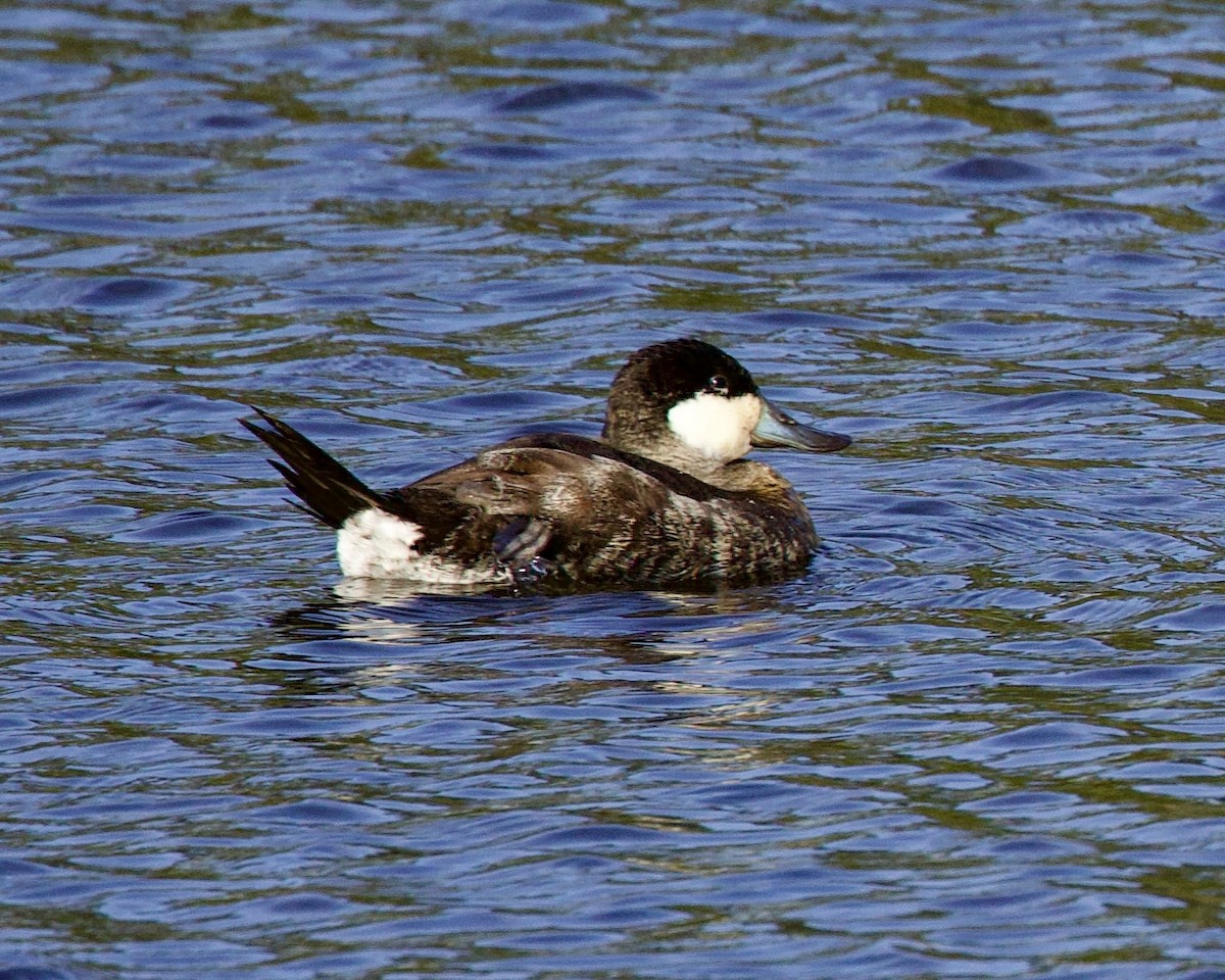 Ruddy Duck - ML523504071